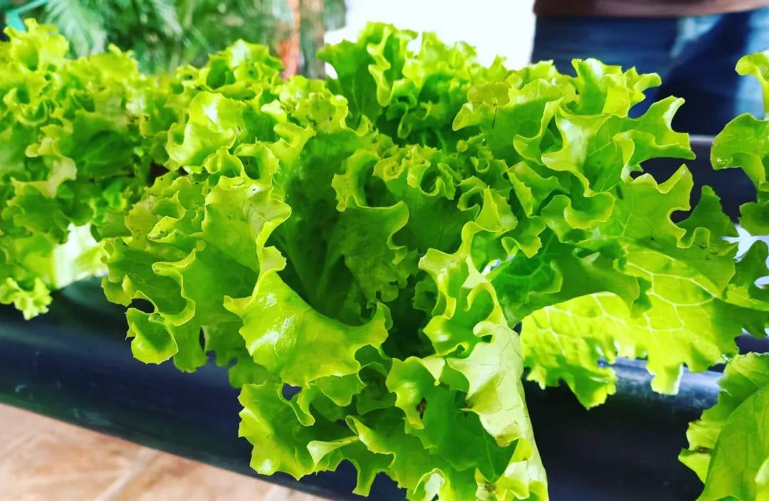 Nuevas alternativas de cultivar a través de la hidroponía