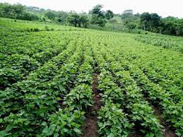 Conferencia sobre practicas de manejo y control de enfermedades en el cultivo del frijol en exceso de lluvia
