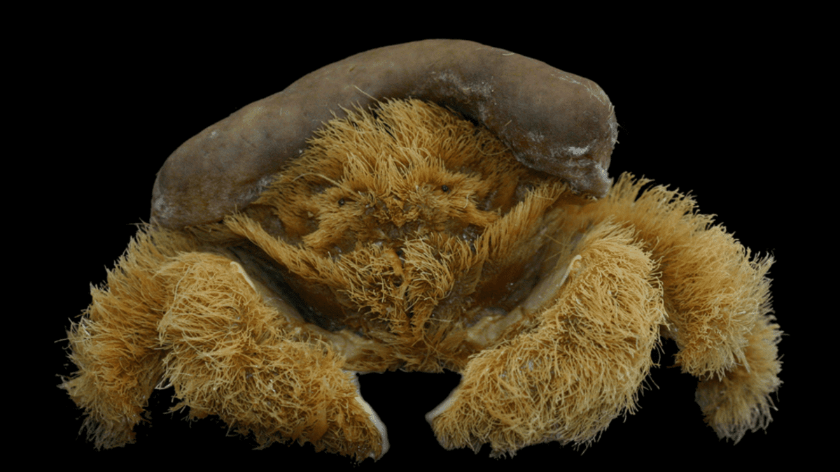 ‘Cangrejo esponja’, nuevo descubrimiento de especie marina