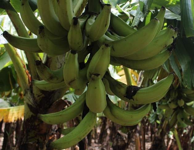 Platanera S.A. genera nuevas inversiones en Nicaragua