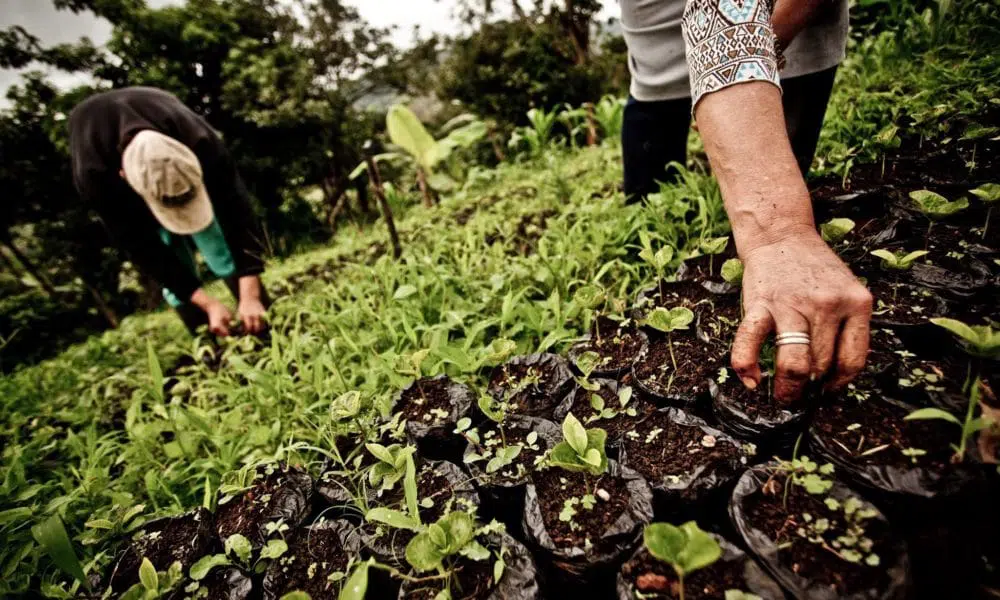 NICAVIDA proyecto que beneficia a 27,600 familias nicaragüenses