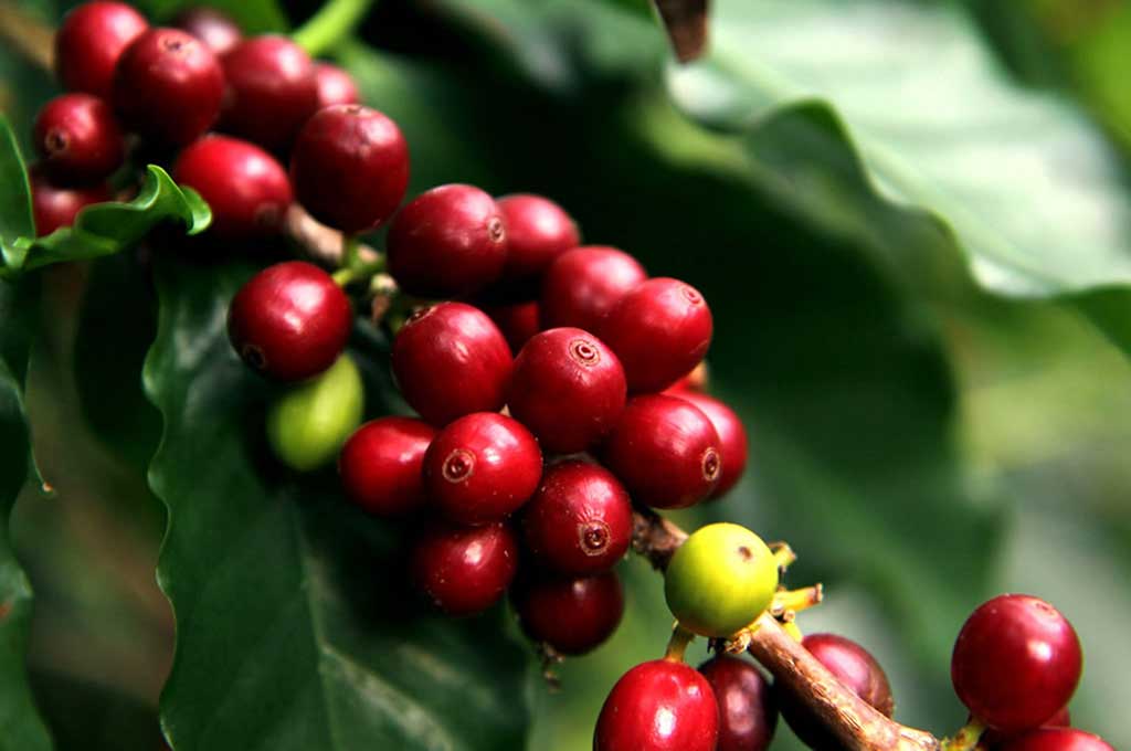 Prevén intensificar producción de Café en Nicaragua