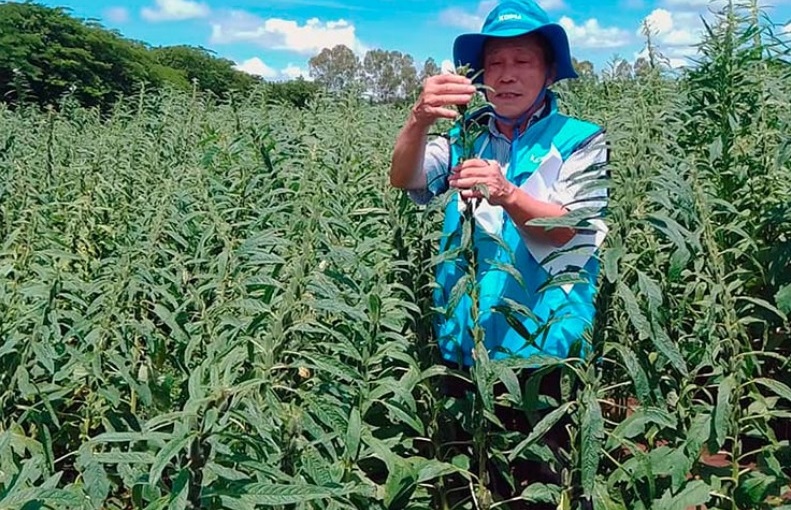 Productores Nicaragüenses tendrán una nueva variedad de ajonjolí