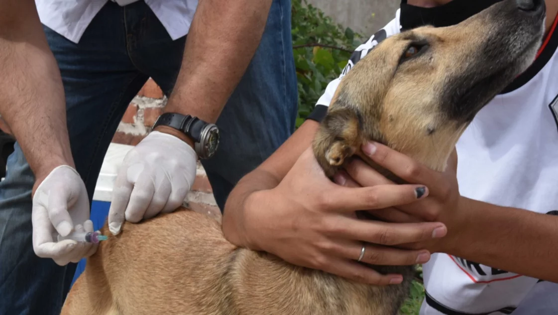 1.4 millones de animales domésticos se  prevé vacunar en jornadas del MINSA