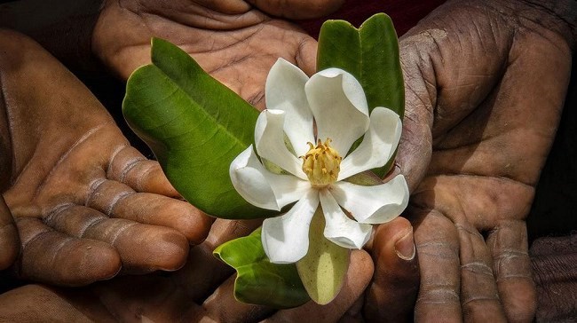 Magnolia Emarginata  reaparece en Haití