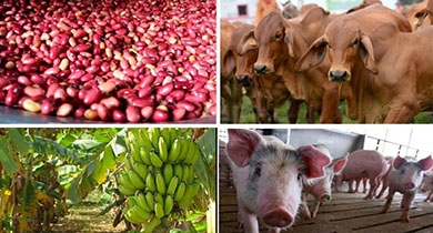 Incrementa  producción agropecuaria en Nicaragua