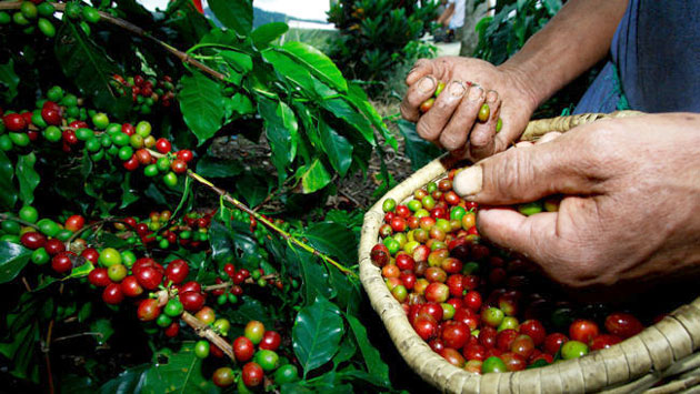 Estudios de suelo para la mejora del café