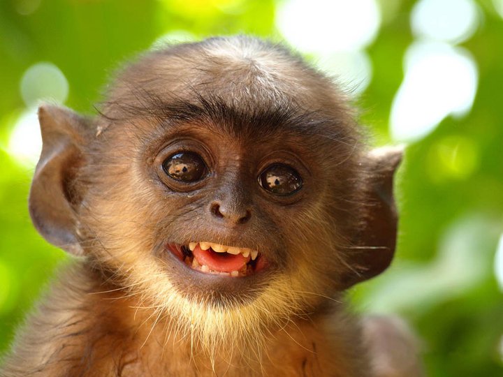 Los monos titíes interpretan el habla del ser humano