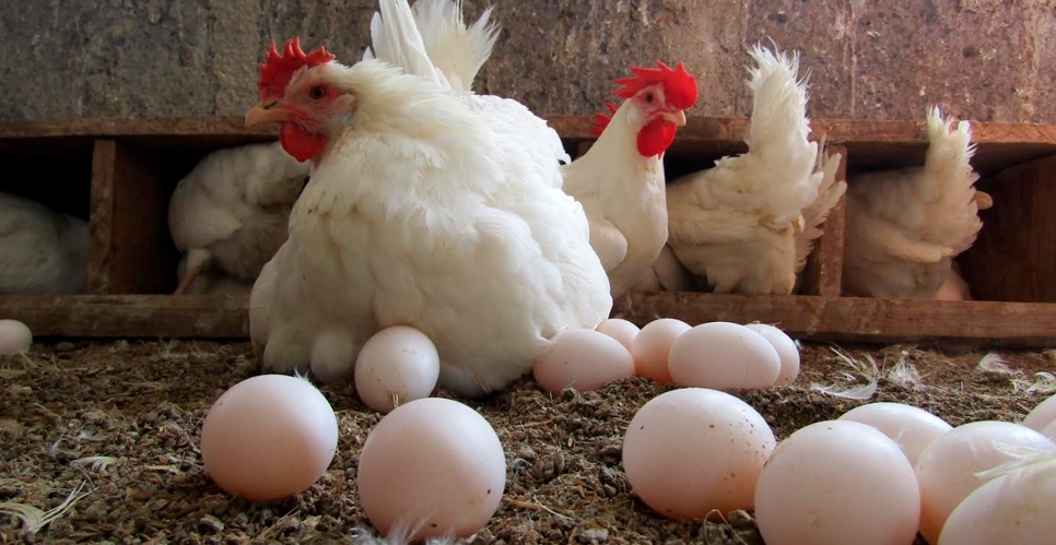 Prácticas para el bienestar y sanidad en aves de engorde y ponedora