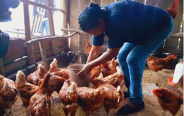 Pequeñas granjas avícolas, una buena opción para emprender