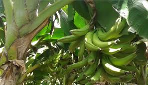 OMETEPE PRODUCTORA DE PLATANO CON CALIDAD DE ORO