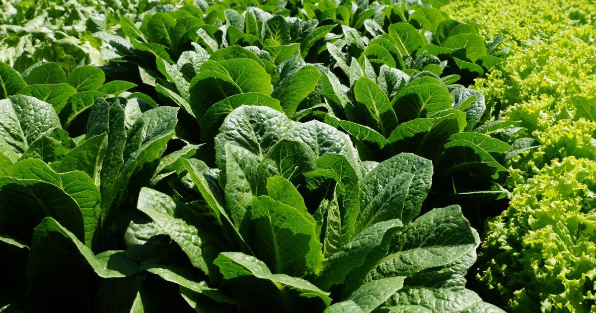 Nuevas Técnicas de Producción Fortalecen los Cultivos de Hortalizas