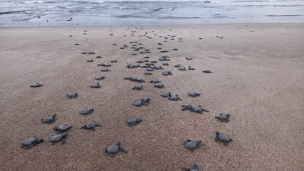 Liberan 250 Tortuguillos de Paslama en Chacocente
