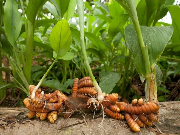 Doselva, primer empresa en la producción y procesamiento de Cúrcuma