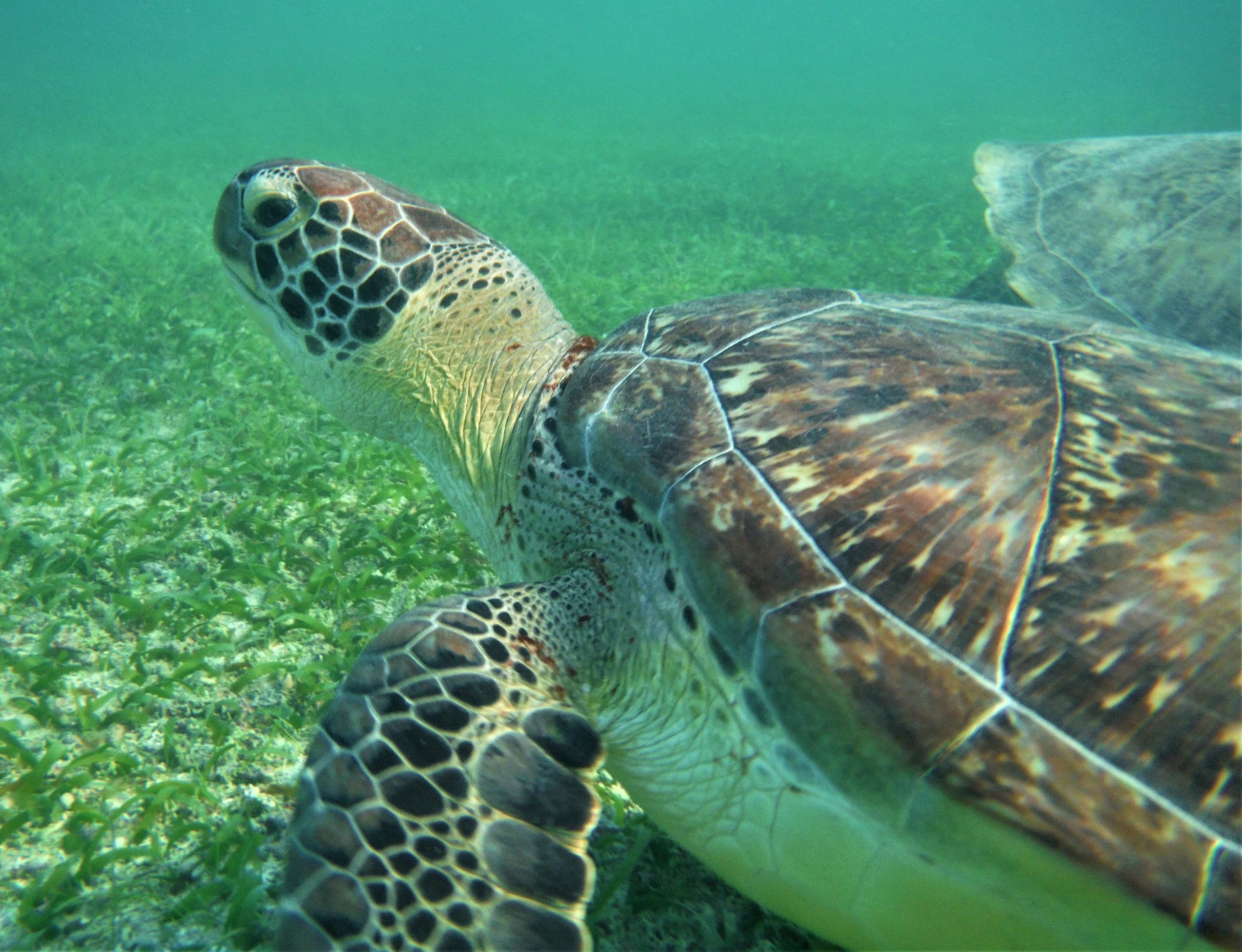 En los últimos 30 años han muerto mas de un millón de tortugas