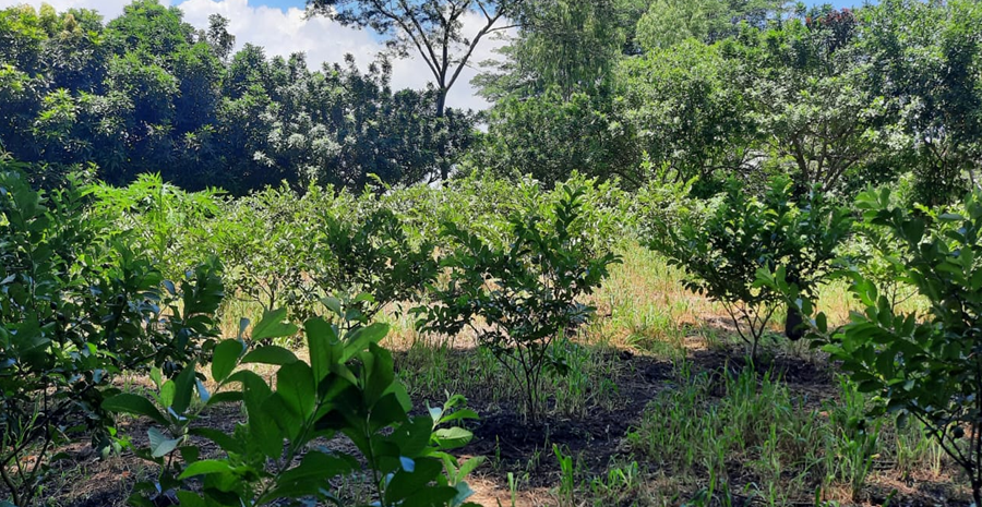 Producción agrícola nicaragüense cada día más responsable con el medio ambiente