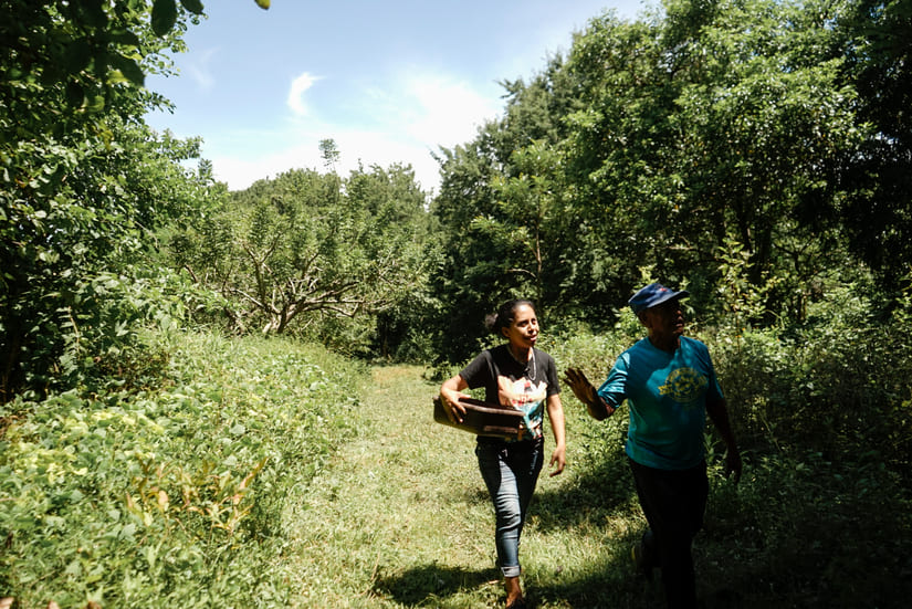 Producción de Tamarindo con mayores expectativas