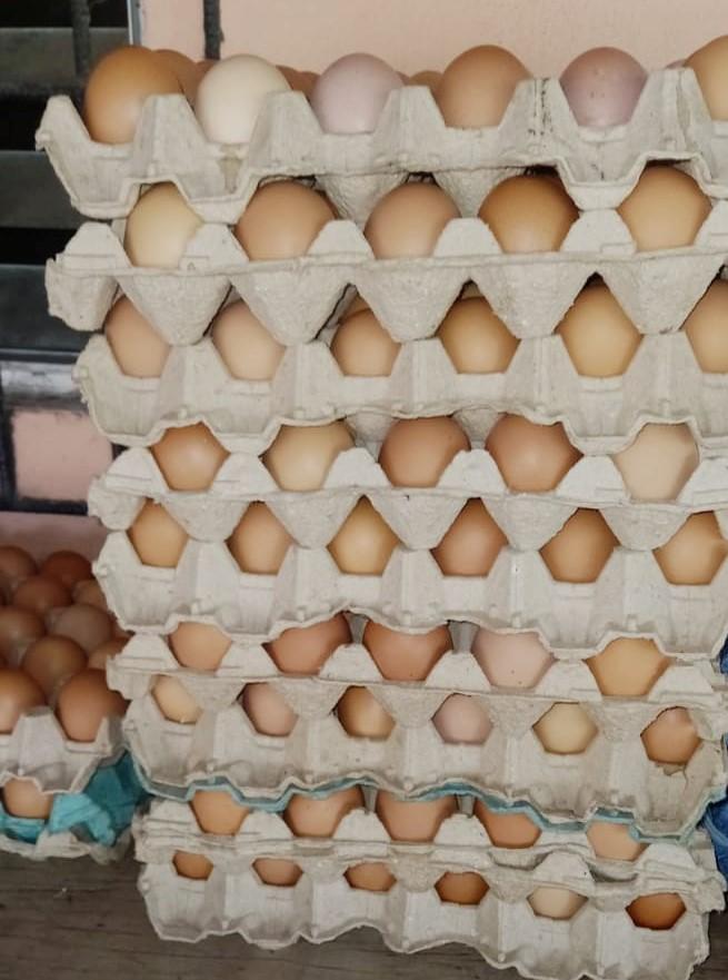 Nuevo Emprendimiento Avícola en las Chacras, León