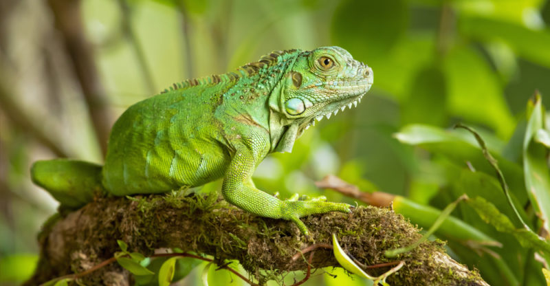 Liberan Iguanas en el Parque Nacional Volcán Masaya