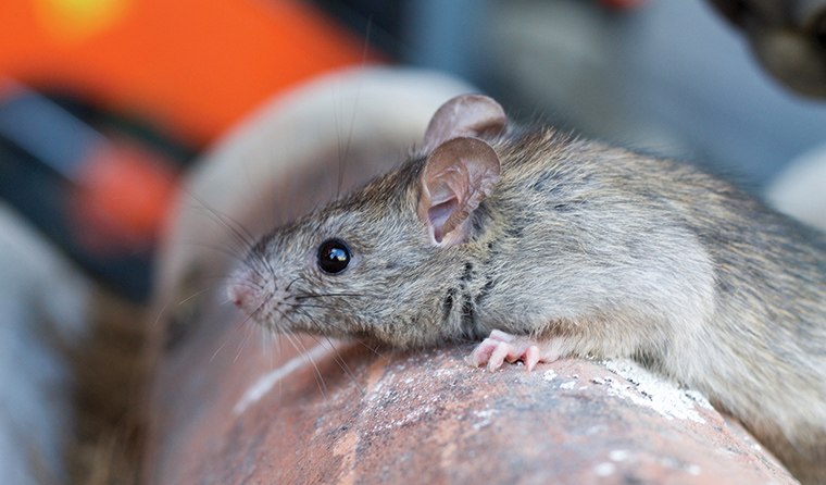 Leptospirosis deja un fallecido en Puerto  Rico