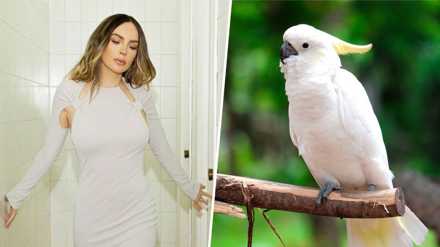 Belinda podría ser encarcelada por tener animales exóticos