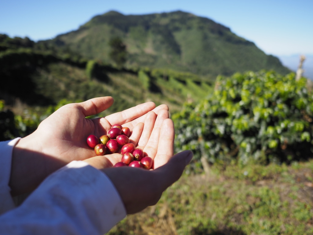Café Nicaragüense en constante crecimiento
