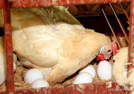 Prevén superar producción de carne de pollo parar finales del 2022