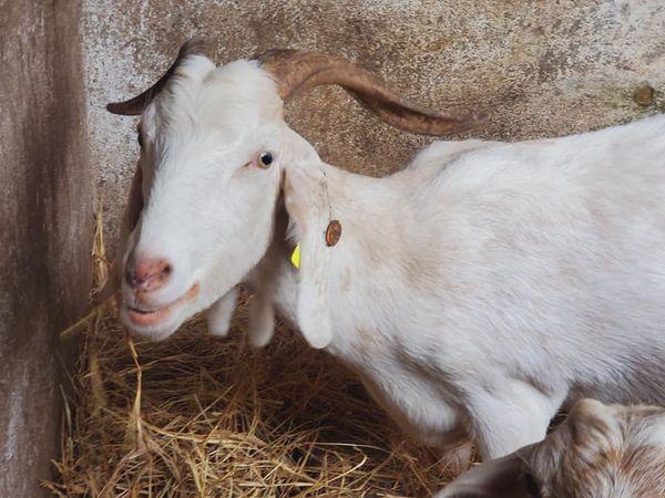 Productores Fortalecen Habilidades en la Crianza de Especies Menores