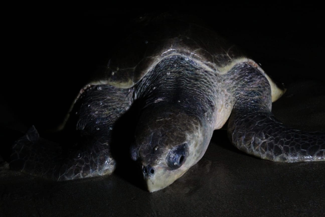 Desove masivo en las costas del sur de Nicaragua