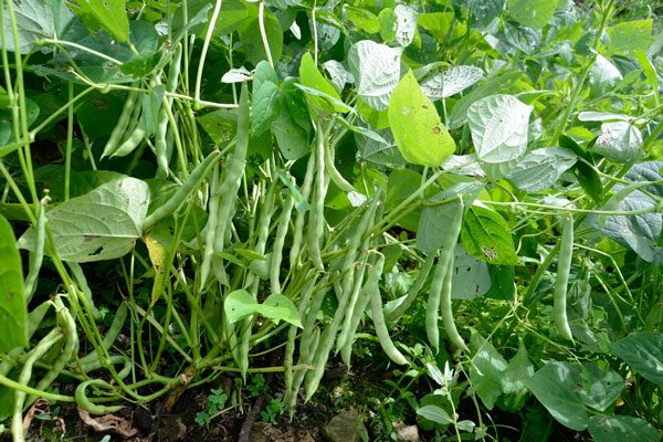 Producción de Postrera Fortalece la Economía Nicaragüense