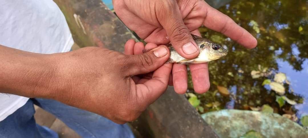 Acuacultura Fortalece la Economía Nicaragüense