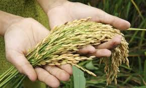 Arroz de Riego Genera 2.3 millones quintales en Nicaragua