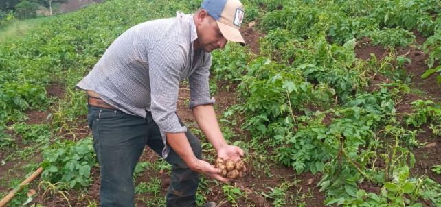 Introducen Nuevas Variedades de Papas en Nicaragua