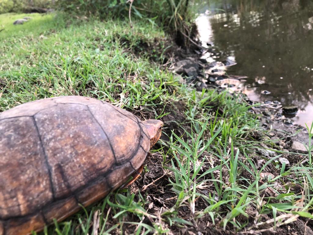 Liberan Tortugas Pecho Quebrado (Kinosternon acutum)