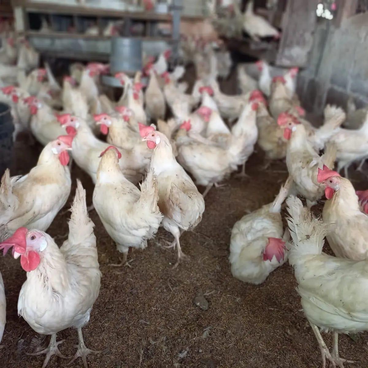Crianza de Aves, una Alternativa para Emprender