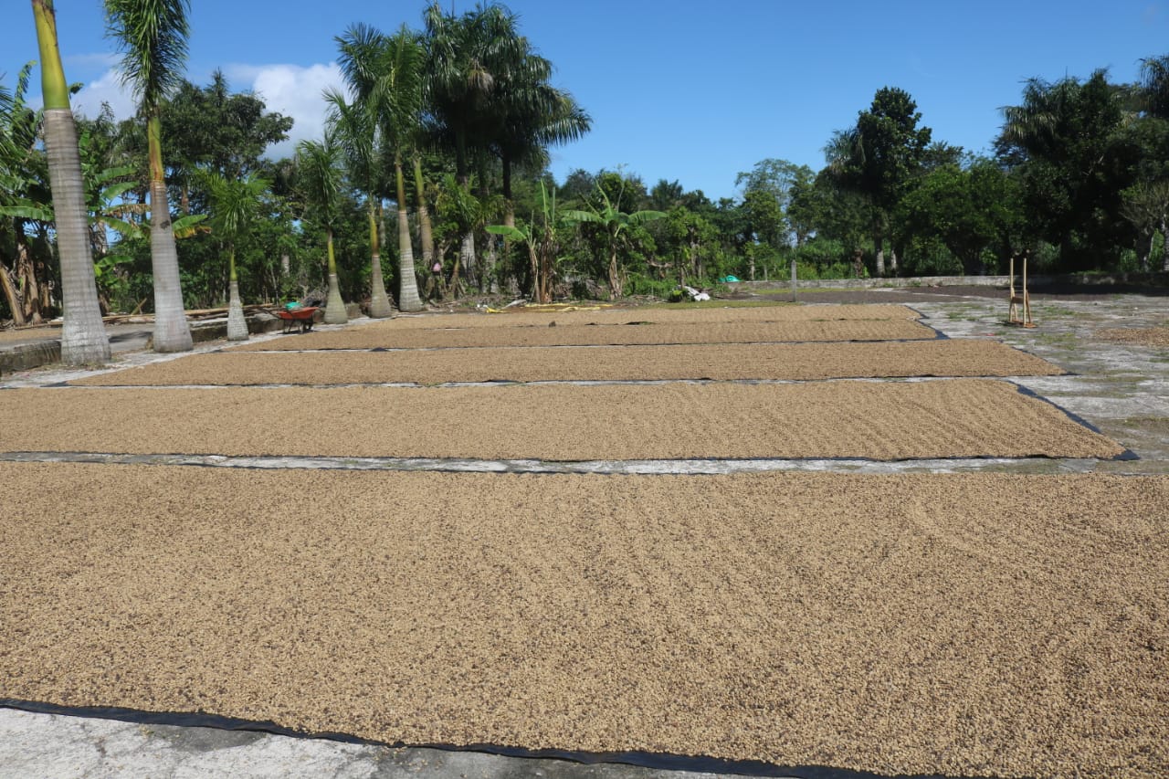Caficultores de Masaya se destacan por su producción y calidad