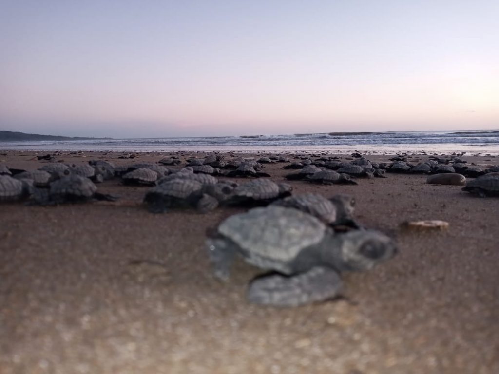 Más de 122 tortuguillos de paslama vuelve a su habitad natural