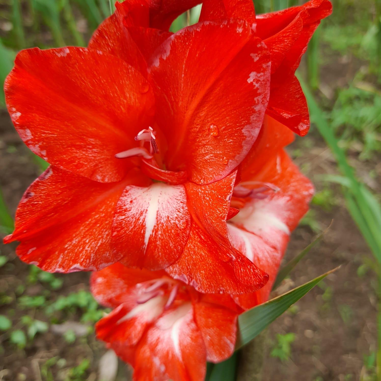 Se promueve el cultivo de flores ancestrales en Nicaragua