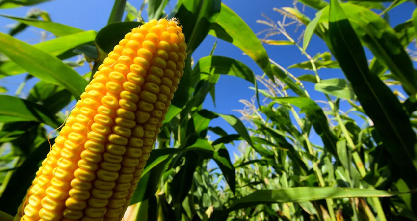 Aumentó producción de maíz en Nicaragua, en comparación al ciclo anterior