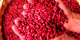 Nicaragua Presenta un crecimiento en el cultivo del frijol
