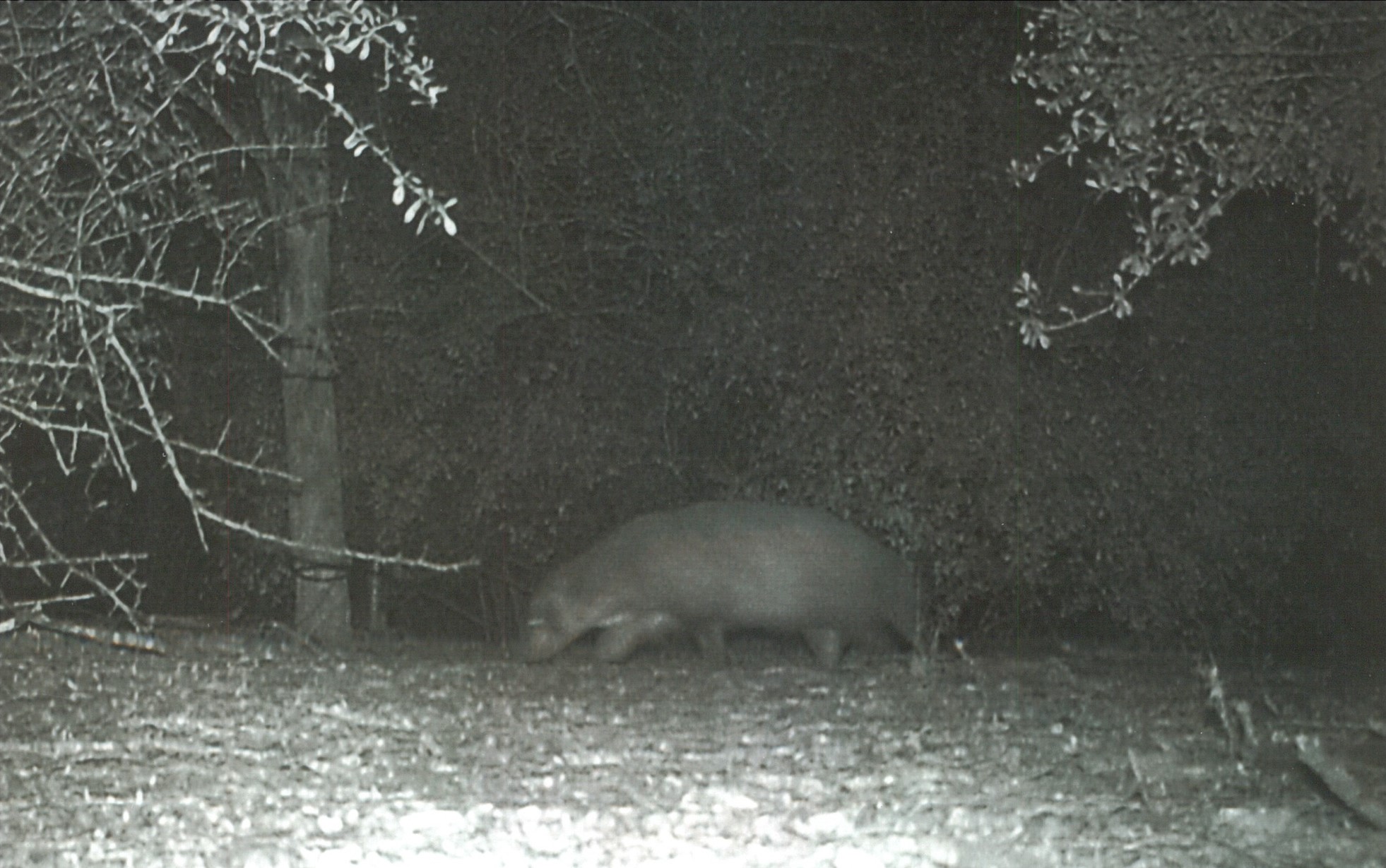Misterioso animal es captado en un parque natural de Estados Unidos