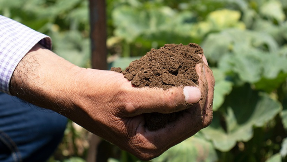 Productores trabajan con herramientas tecnológicas para enfrentar el cambio climático