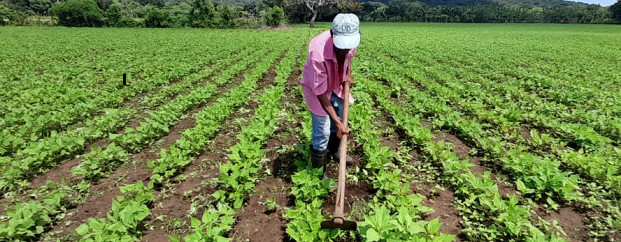 Agricultores se preparan para el ciclo primera