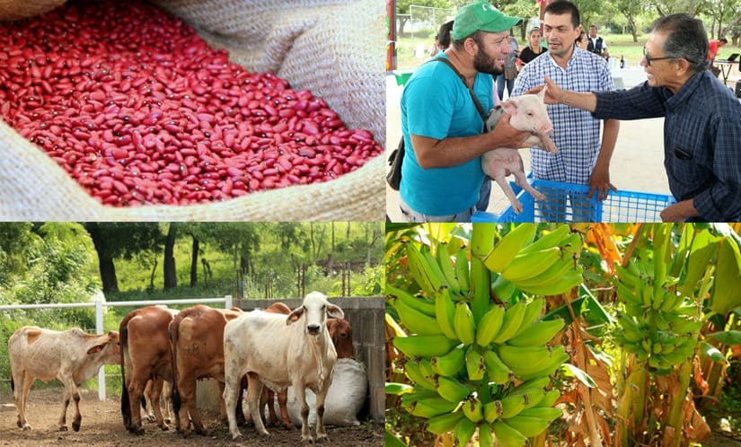 Producción agropecuaria registra un crecimiento constante en los últimos años