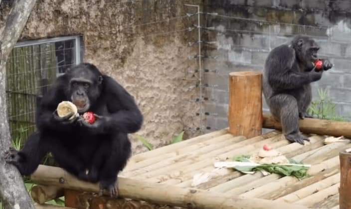 Sacrificio de los chimpancés Pancho y Chita en Pereira: Grupos ambientalistas exigen esclarecimiento
