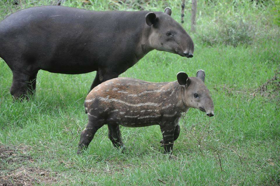 Nicaragua regulará crianza y reproducción del Tapir
