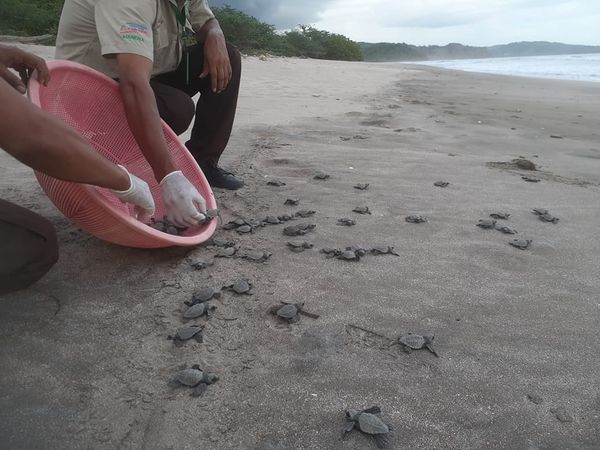 Tortuguillos de Paslama son liberados en su hábitat