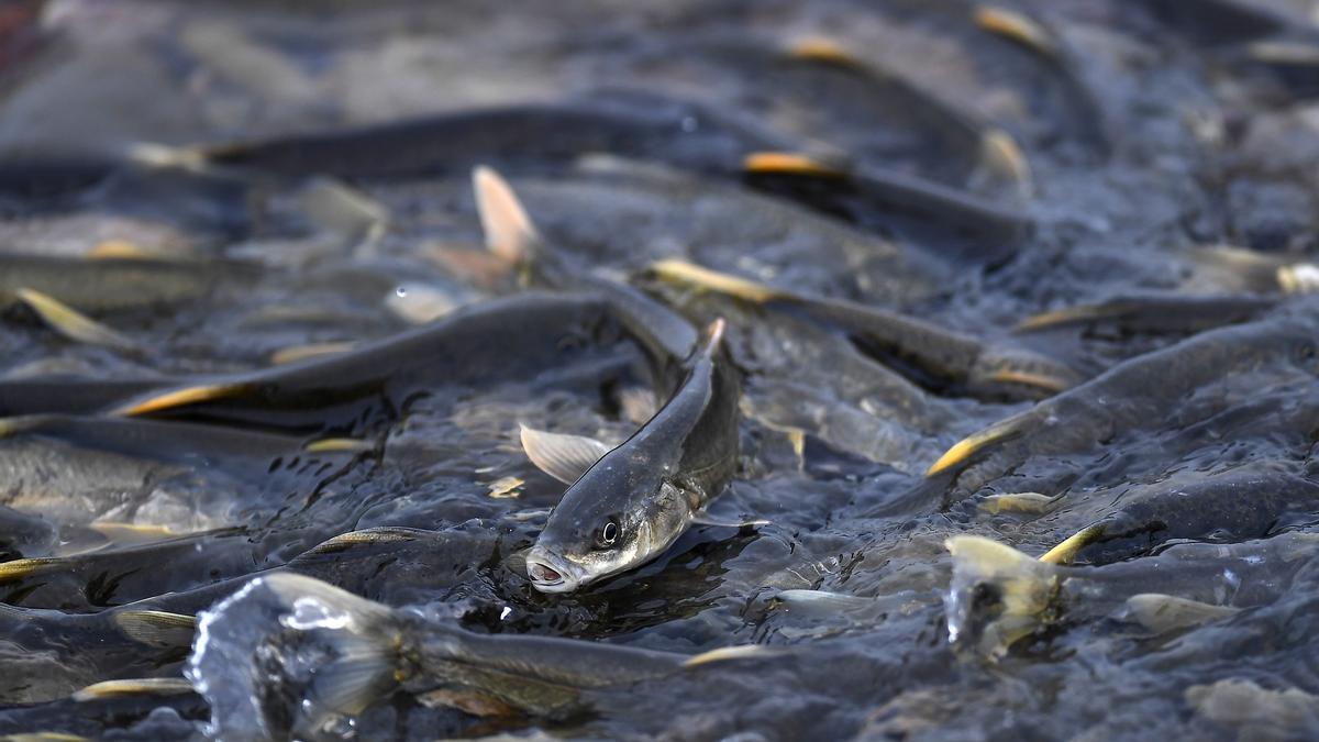 Peces de agua dulce en peligro de extinción
