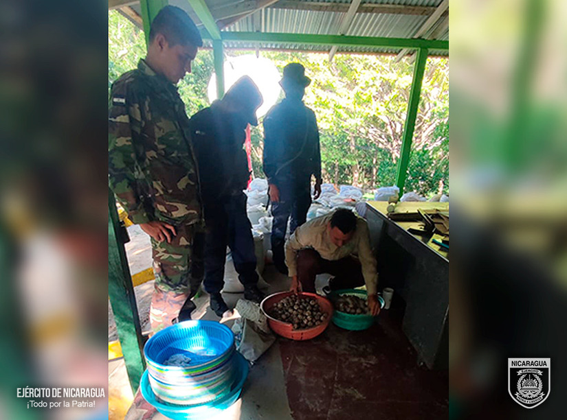 Fuerza Naval Activa Operativo Crucial: Confisca 581 Huevos de Tortugas en San Juan del Sur
