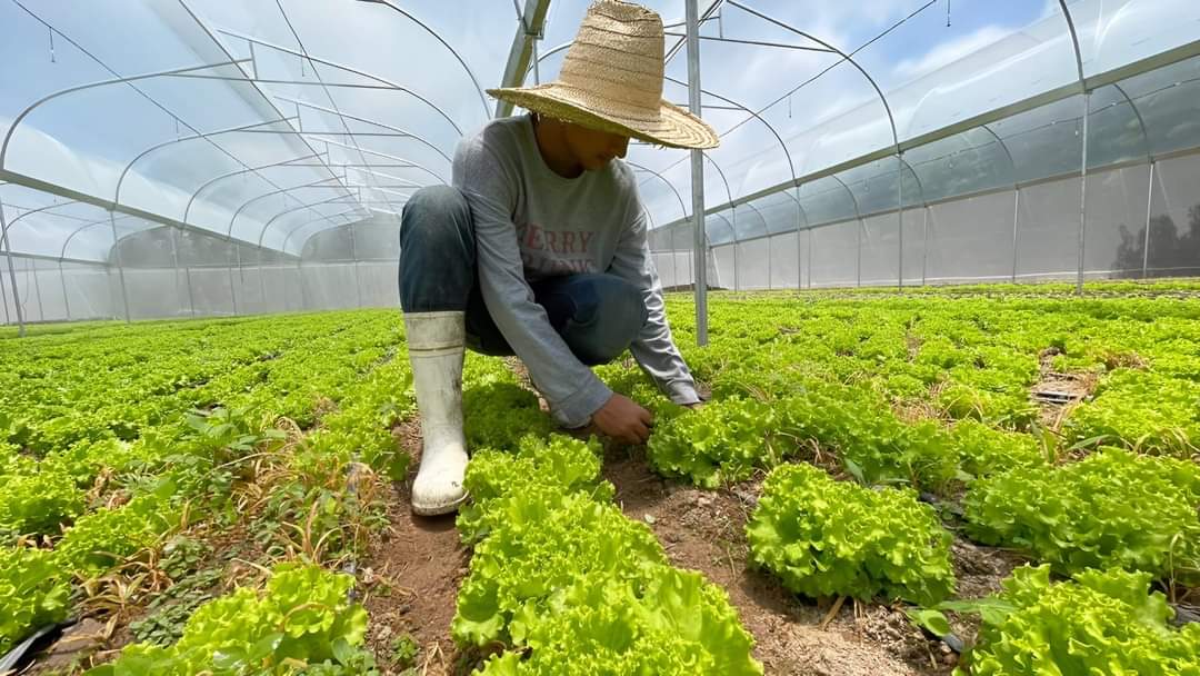 Walmart Nicaragua Impulsa la Economía Local con 800 Millones de Córdobas en 2023